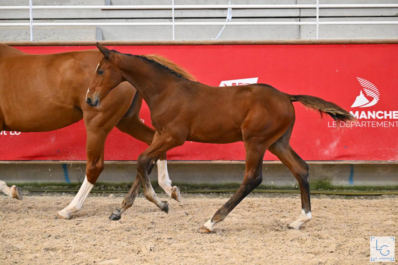 Foal selle français 