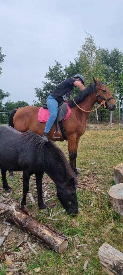 Jeune jument proche de l'homme