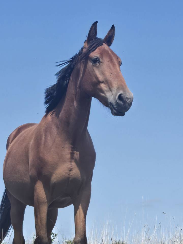 Jeune jument proche de l'homme