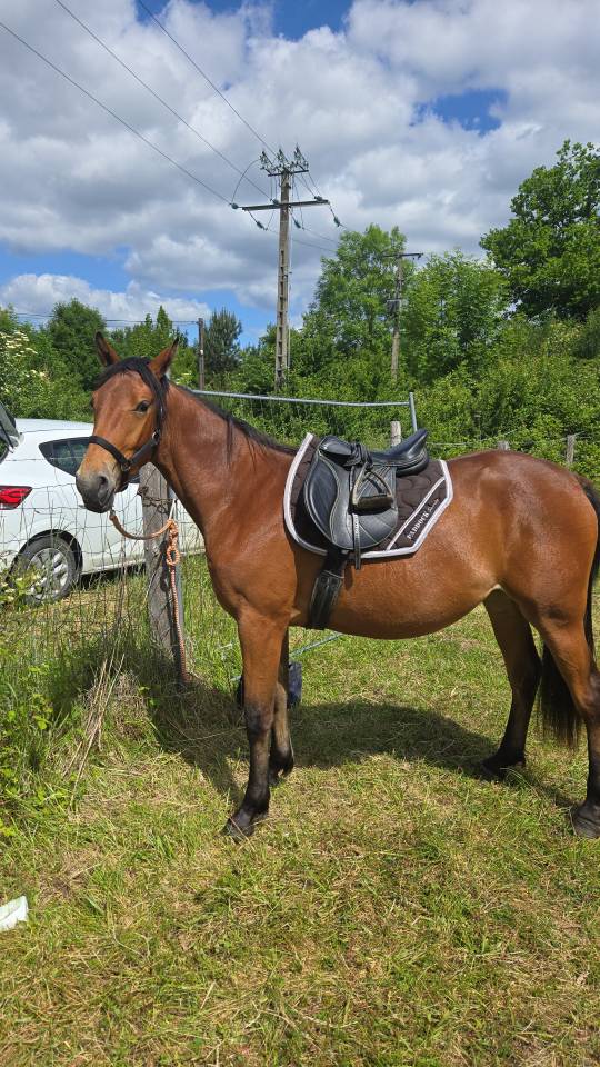 Jeune jument proche de l'homme