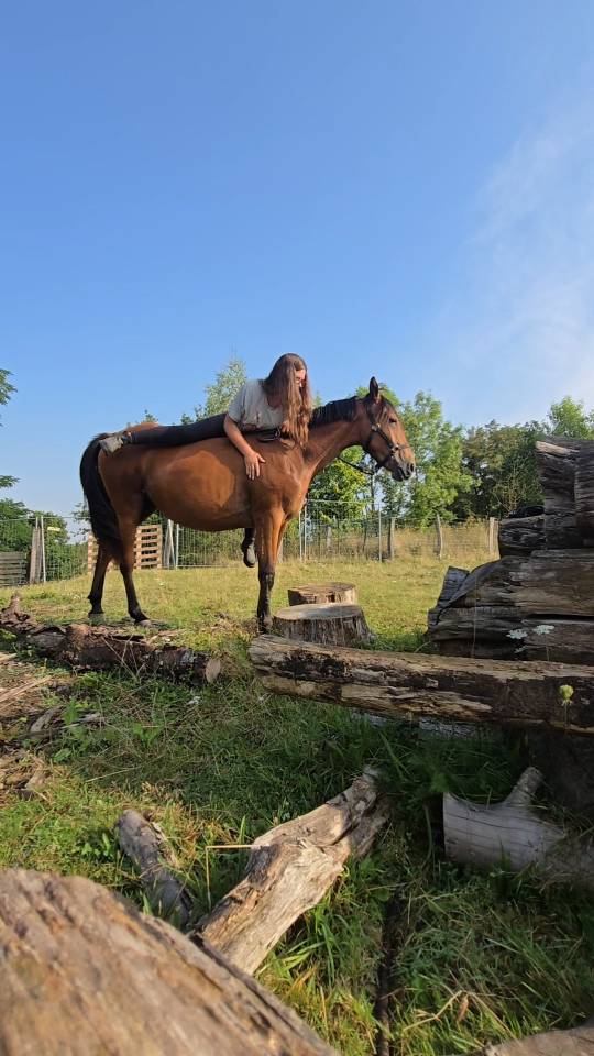 Jeune jument proche de l'homme