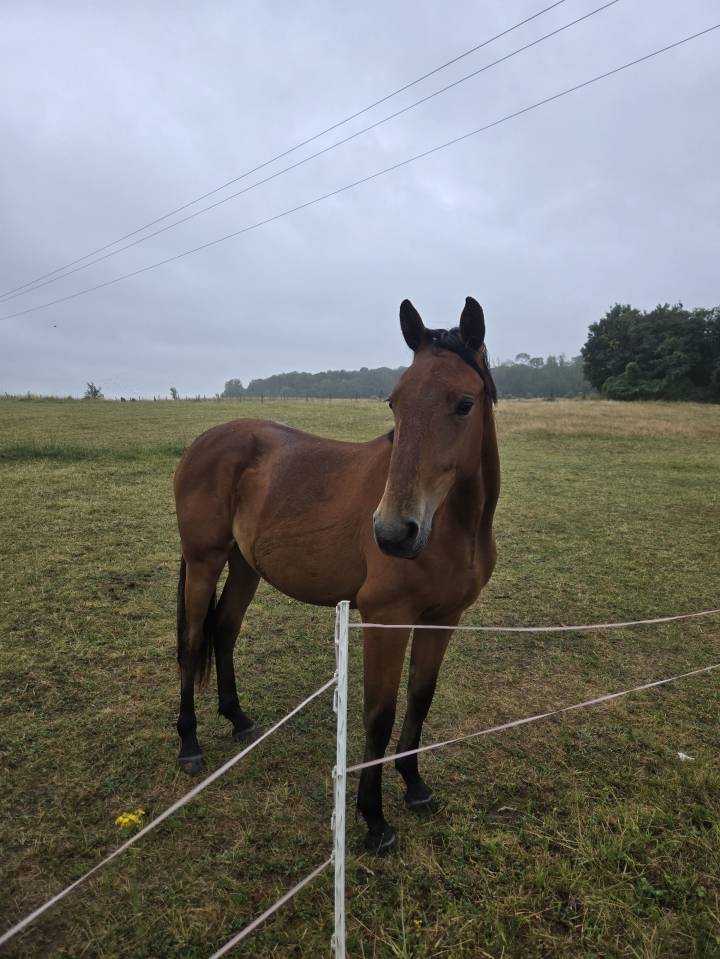 Jeune jument proche de l'homme