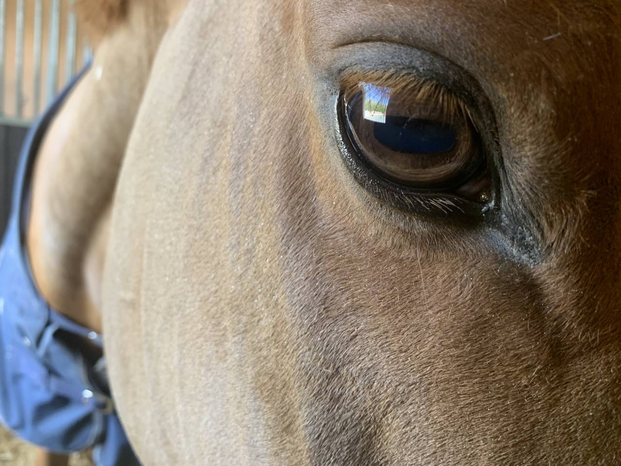 Poulinière pleine