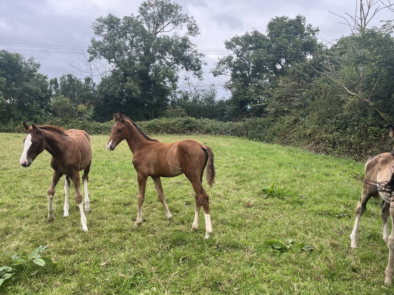 Foal  Jocker d’Euskady