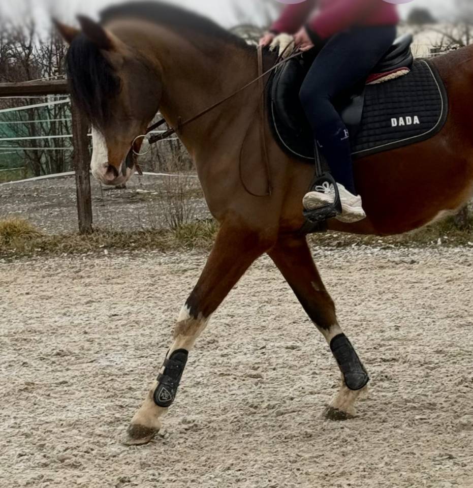 DP ou pension complète sur psa 