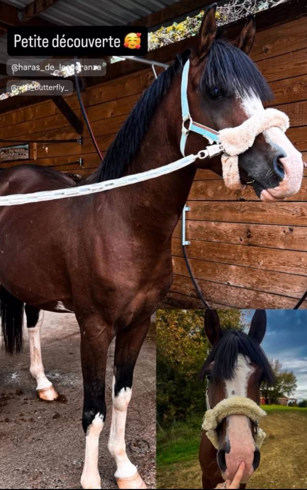 DP ou pension complète sur psa 