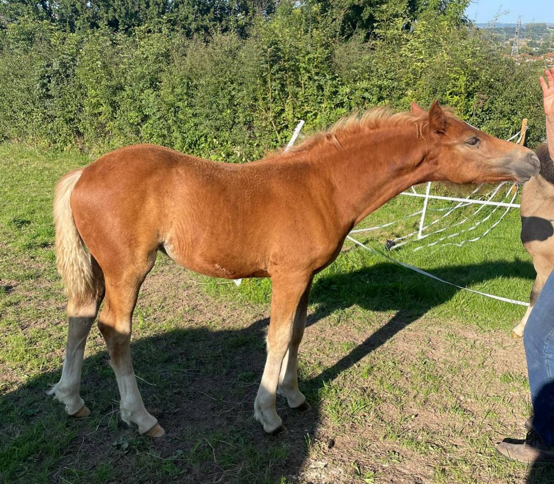 Pouliche Franches-Montagnes Alezan crin lavés