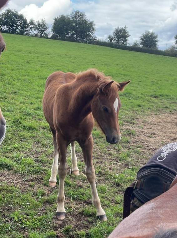 Pouliche Franches-Montagnes Alezan crin lavés