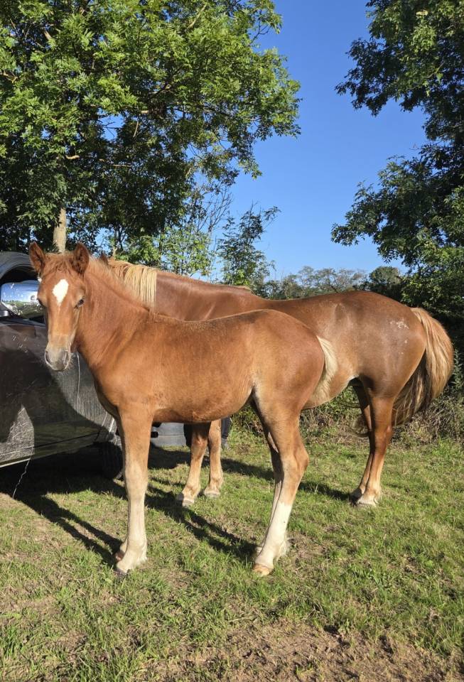 Pouliche Franches-Montagnes Alezan crin lavés