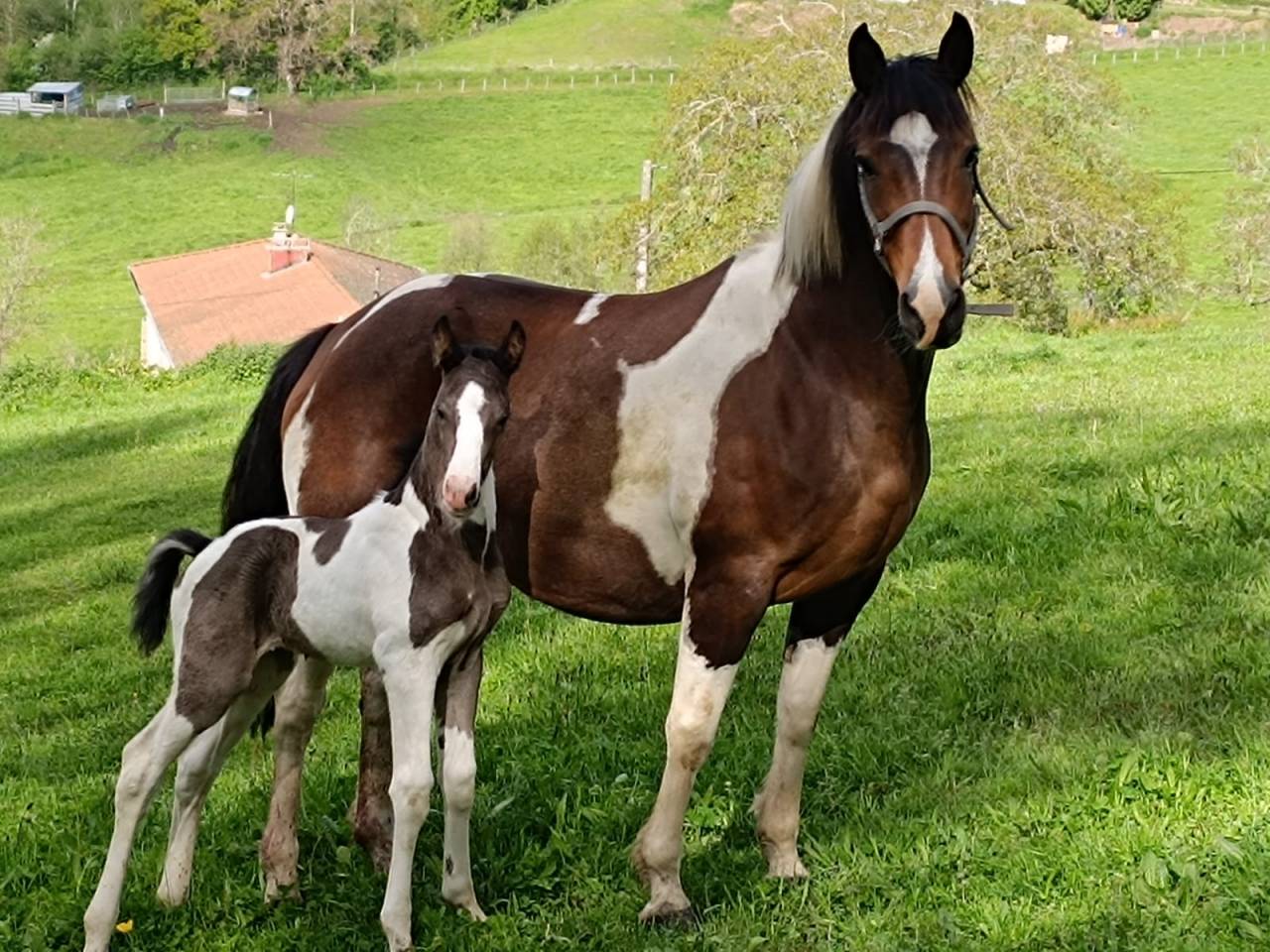 Poulinière ONC origine Paint pleine Paint horse