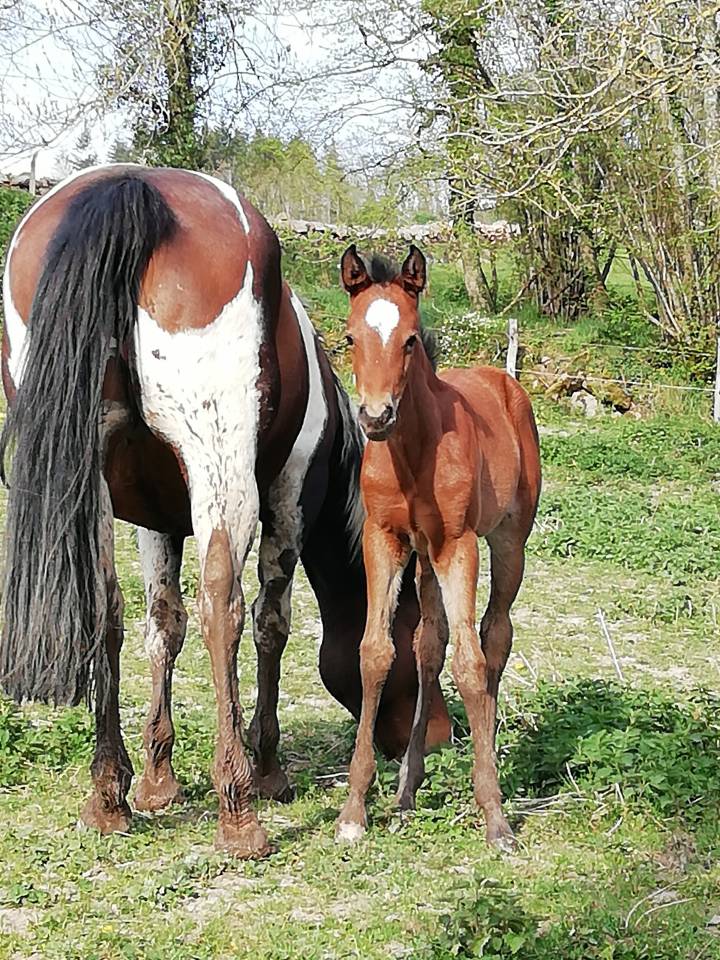 Poulinière ONC origine Paint pleine Paint horse