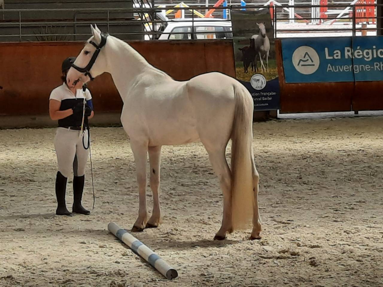 Joli cheval Barbe blanc hongre