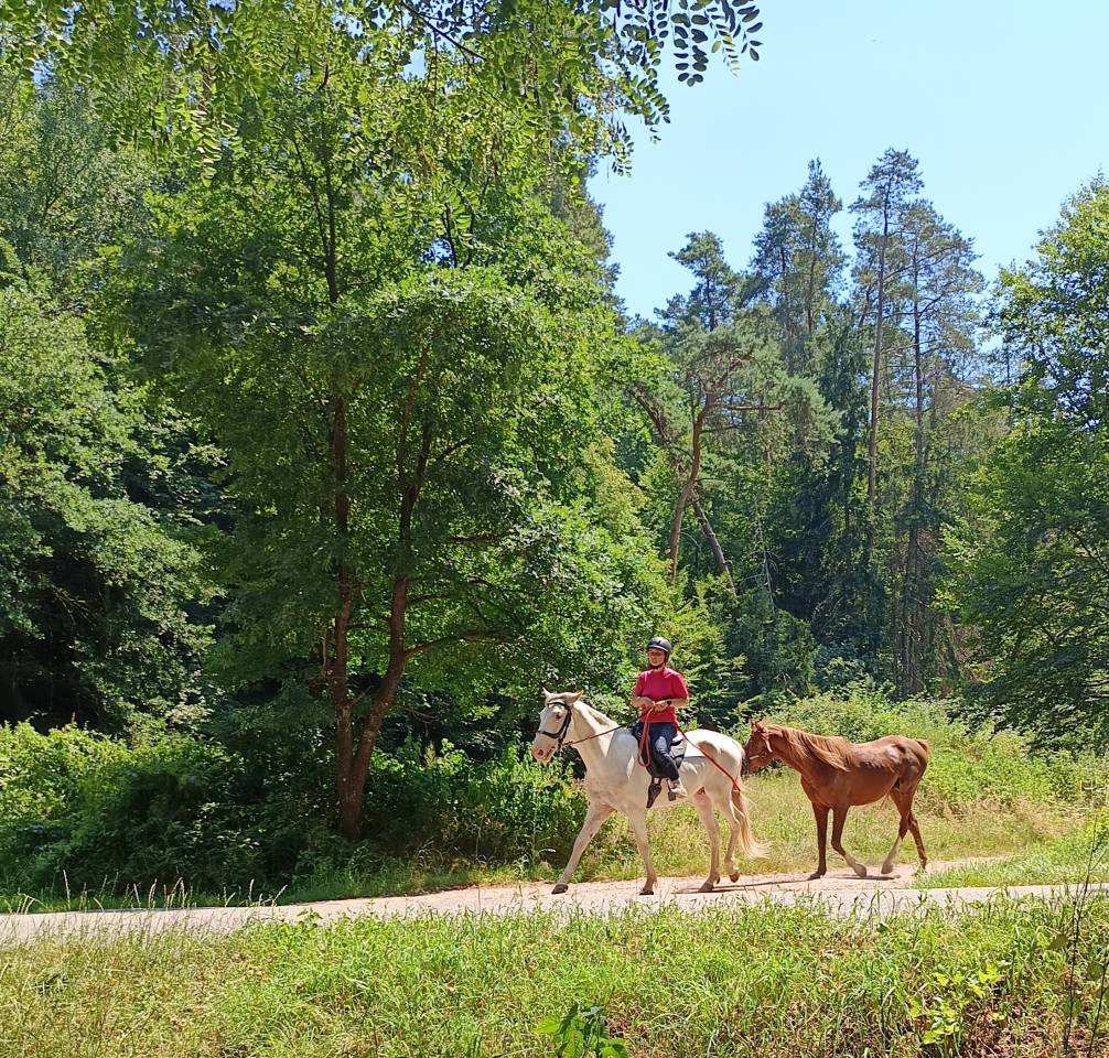 Joli cheval Barbe blanc hongre