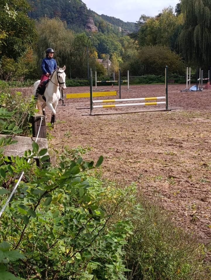 Joli cheval Barbe blanc hongre