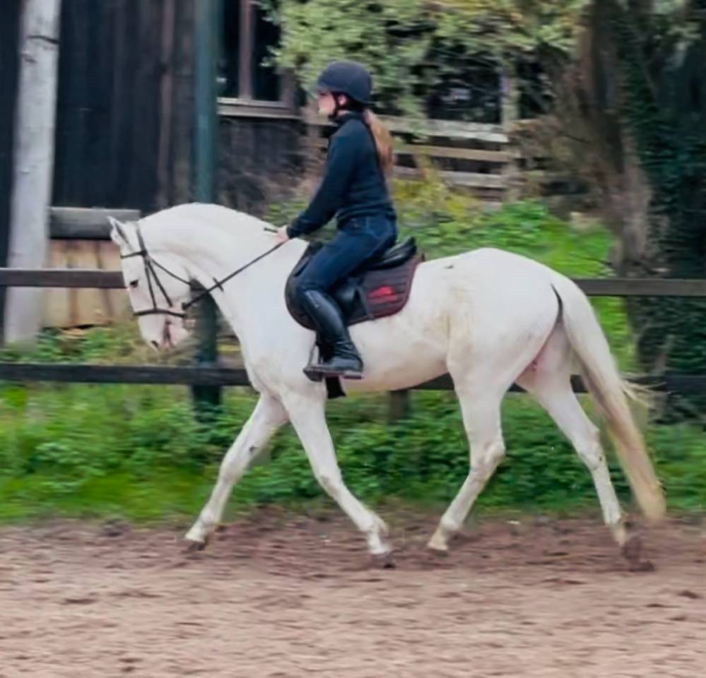 Joli cheval Barbe blanc hongre