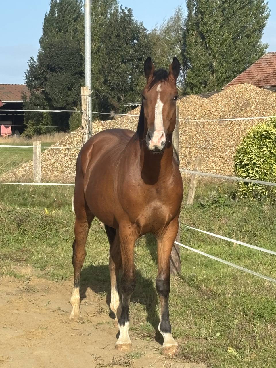 Noble cœur folie, entier SFO