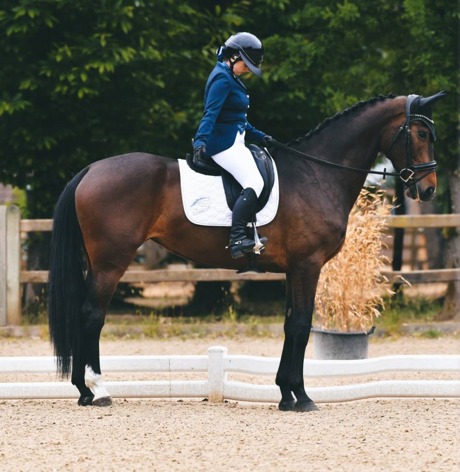 Jument d'avenir 4 ans SF Opportunite pour vente rapide