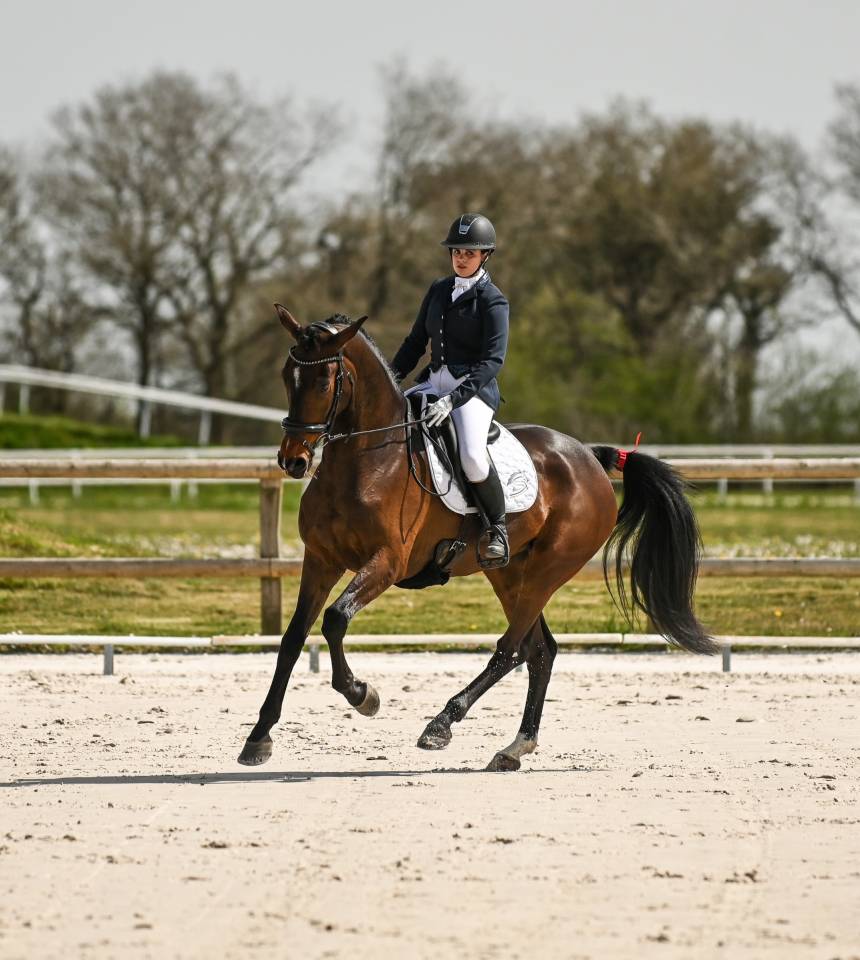 Jument d'avenir 4 ans SF Opportunite pour vente rapide