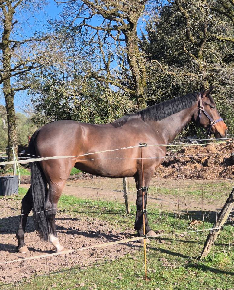 Jument d'avenir 4 ans SF Opportunite pour vente rapide