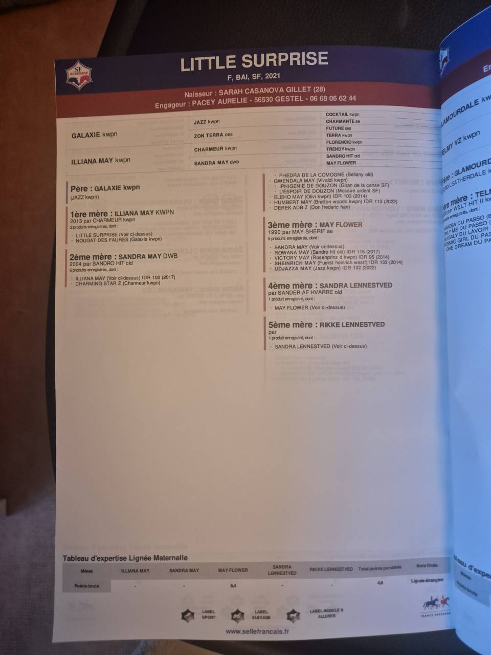 Jument d'avenir 4 ans SF Opportunite pour vente rapide