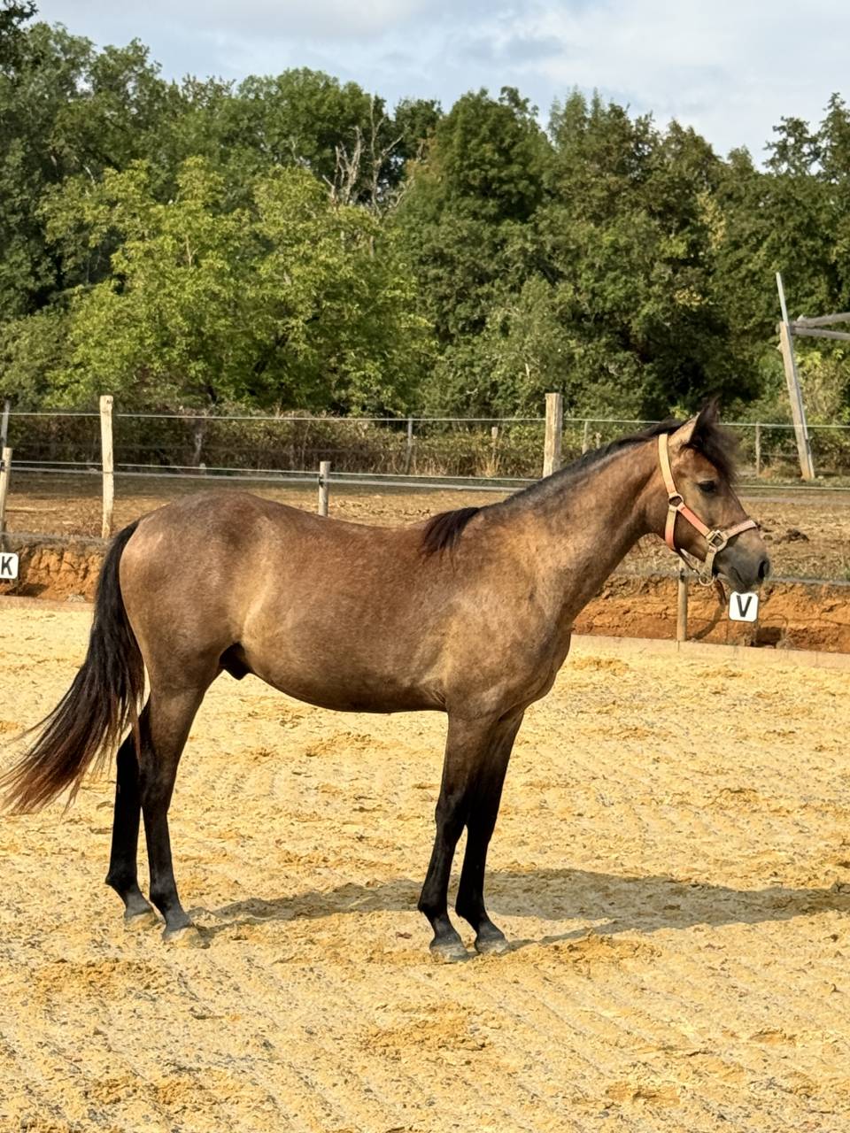 Poulain PFS 