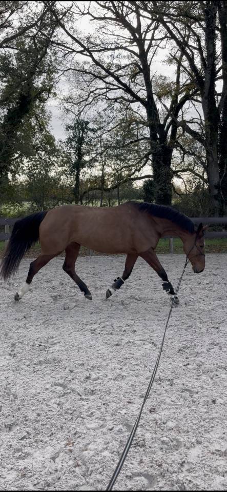 Jument SF - 5 ans - par CANTURANO X JARNAC 