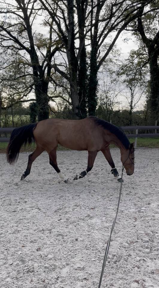 Jument SF - 5 ans - par CANTURANO X JARNAC 