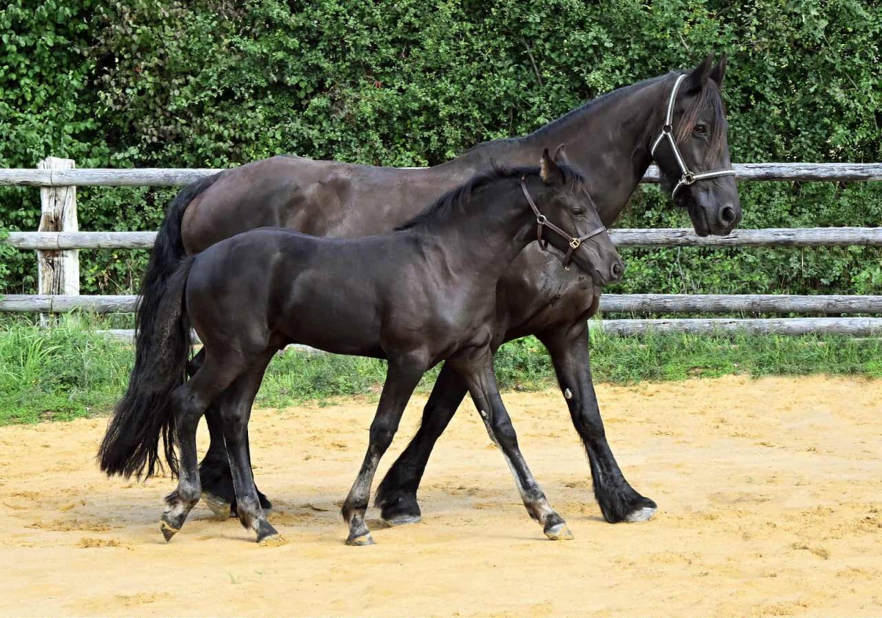 Chams du Perche mâle né en 2025