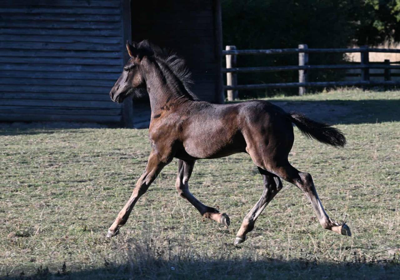 Chams du Perche mâle né en 2025