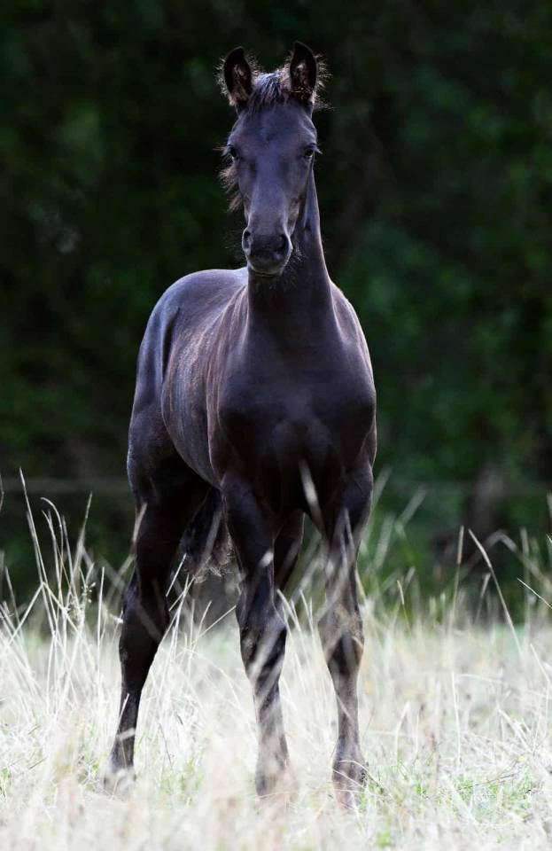 Chams du Perche mâle né en 2025