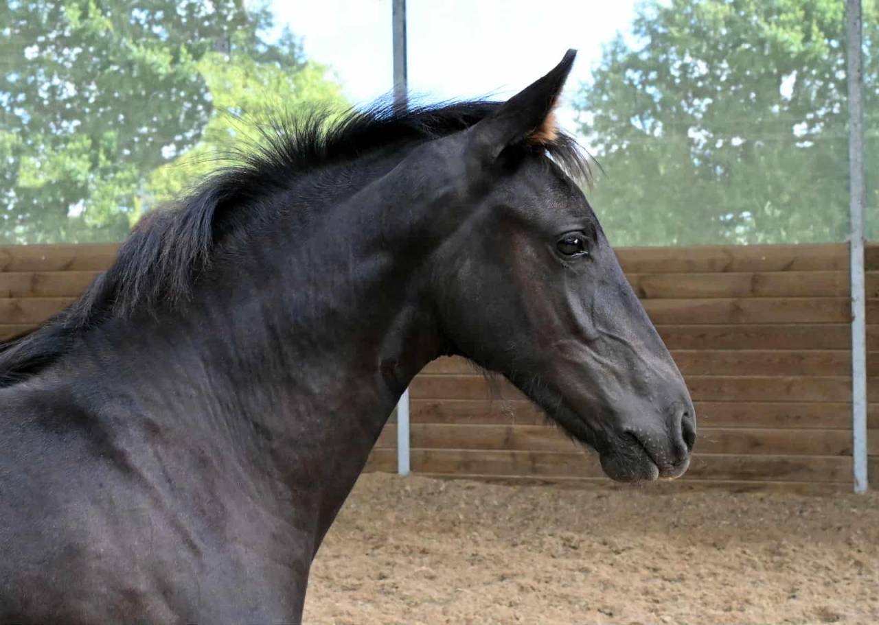 Chams du Perche mâle né en 2025