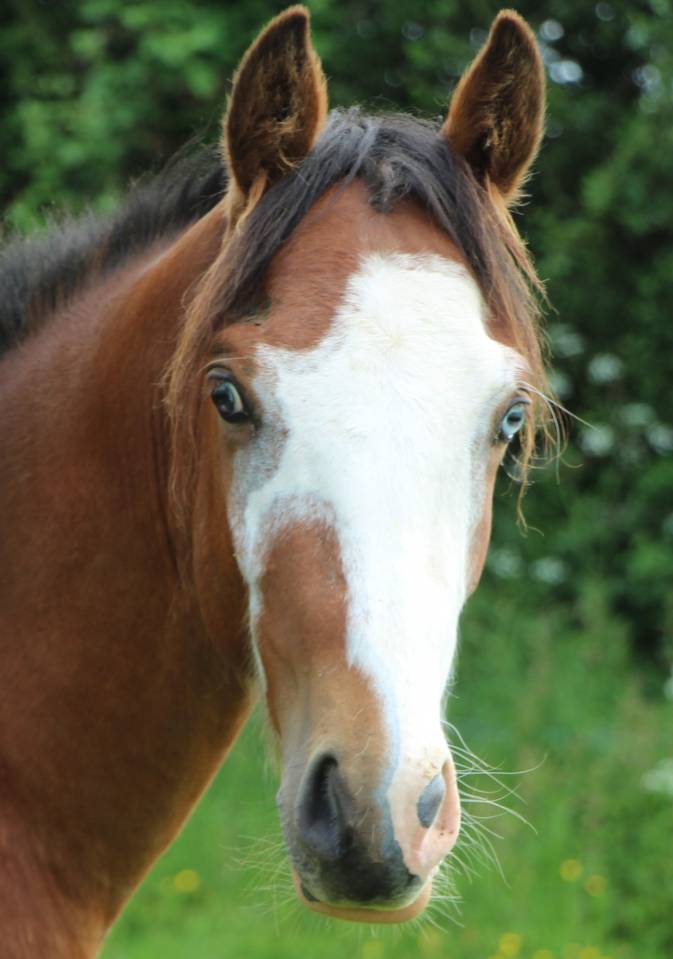 Entier PFS 2023 par Greatstar embets tilia pour repro