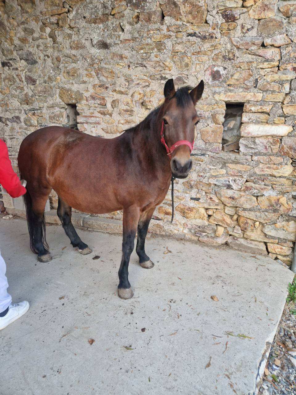 Ponette onc