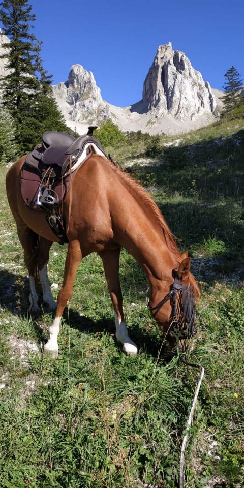 À vendre – Thais, adorable pur-sang arabe de 13 ans