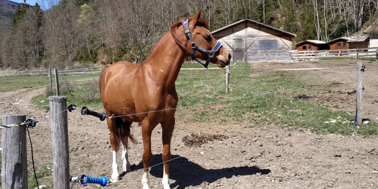 À vendre – Thais, adorable pur-sang arabe de 13 ans