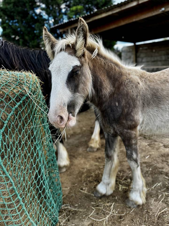 Poulain Irish Cob silver PP