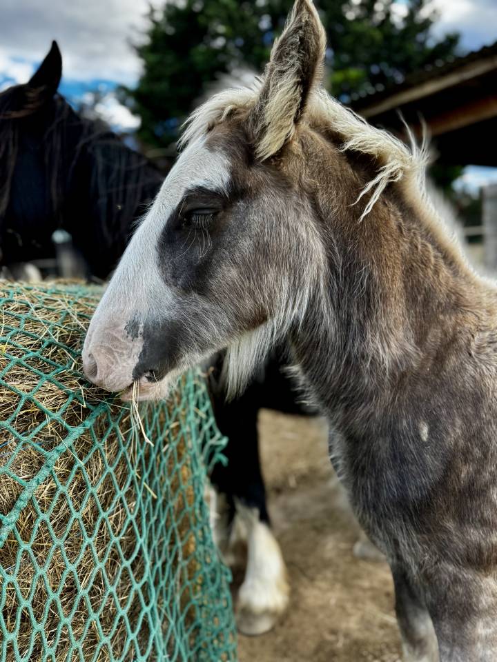Poulain Irish Cob silver PP
