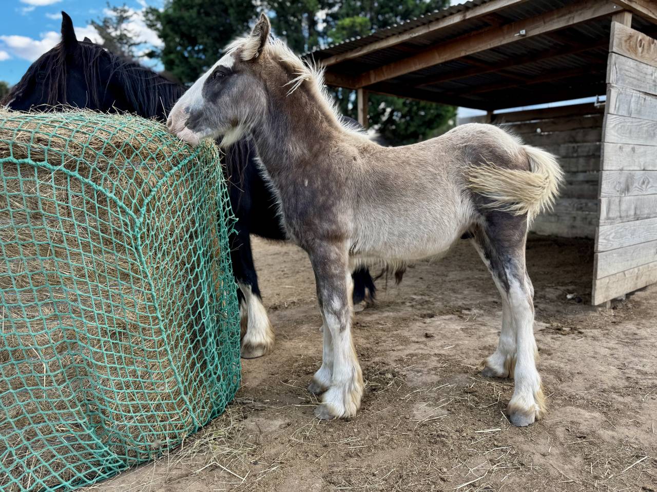 Poulain Irish Cob silver PP