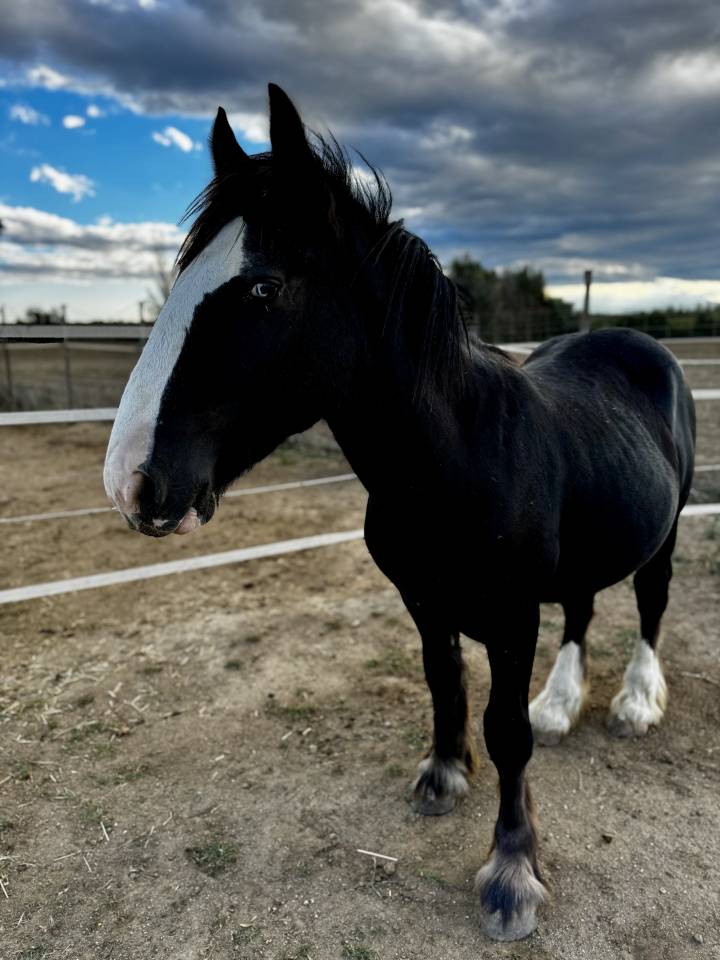 Poulain Irish Cob noir aux yeux bleus PP