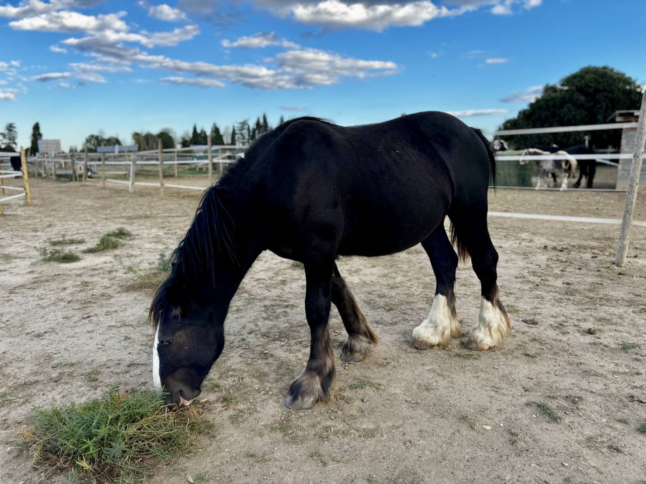 Poulain Irish Cob noir aux yeux bleus PP