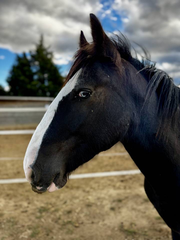 Poulain Irish Cob noir aux yeux bleus PP