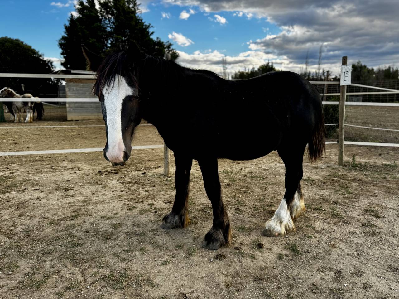 Poulain Irish Cob noir aux yeux bleus PP