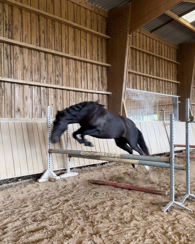 Ponette de sport 4 ans 