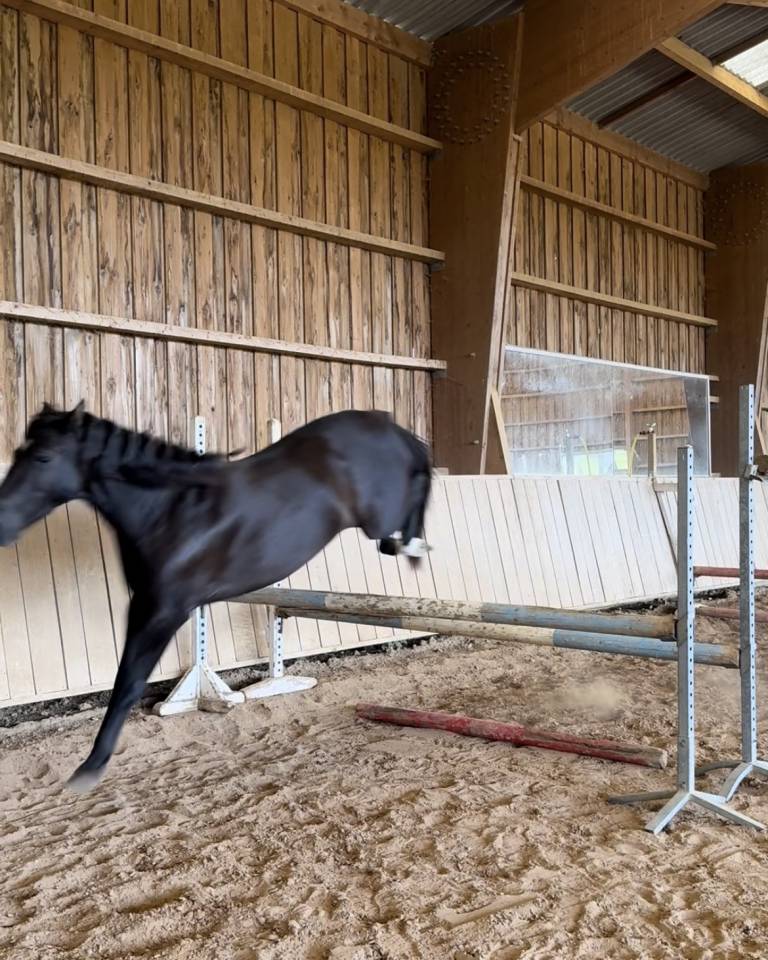 Ponette de sport 4 ans 