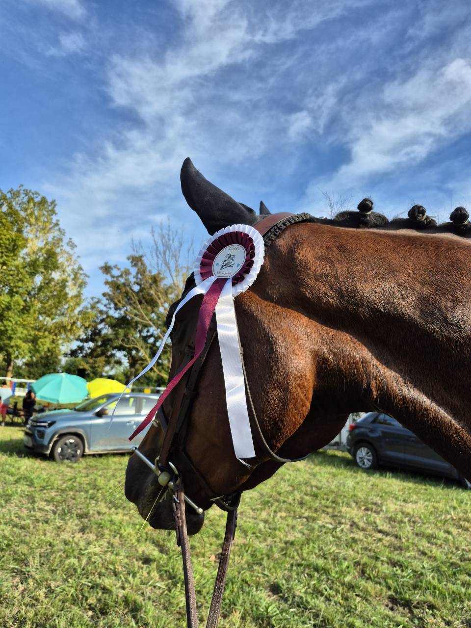 Jument Selle Français 4ans