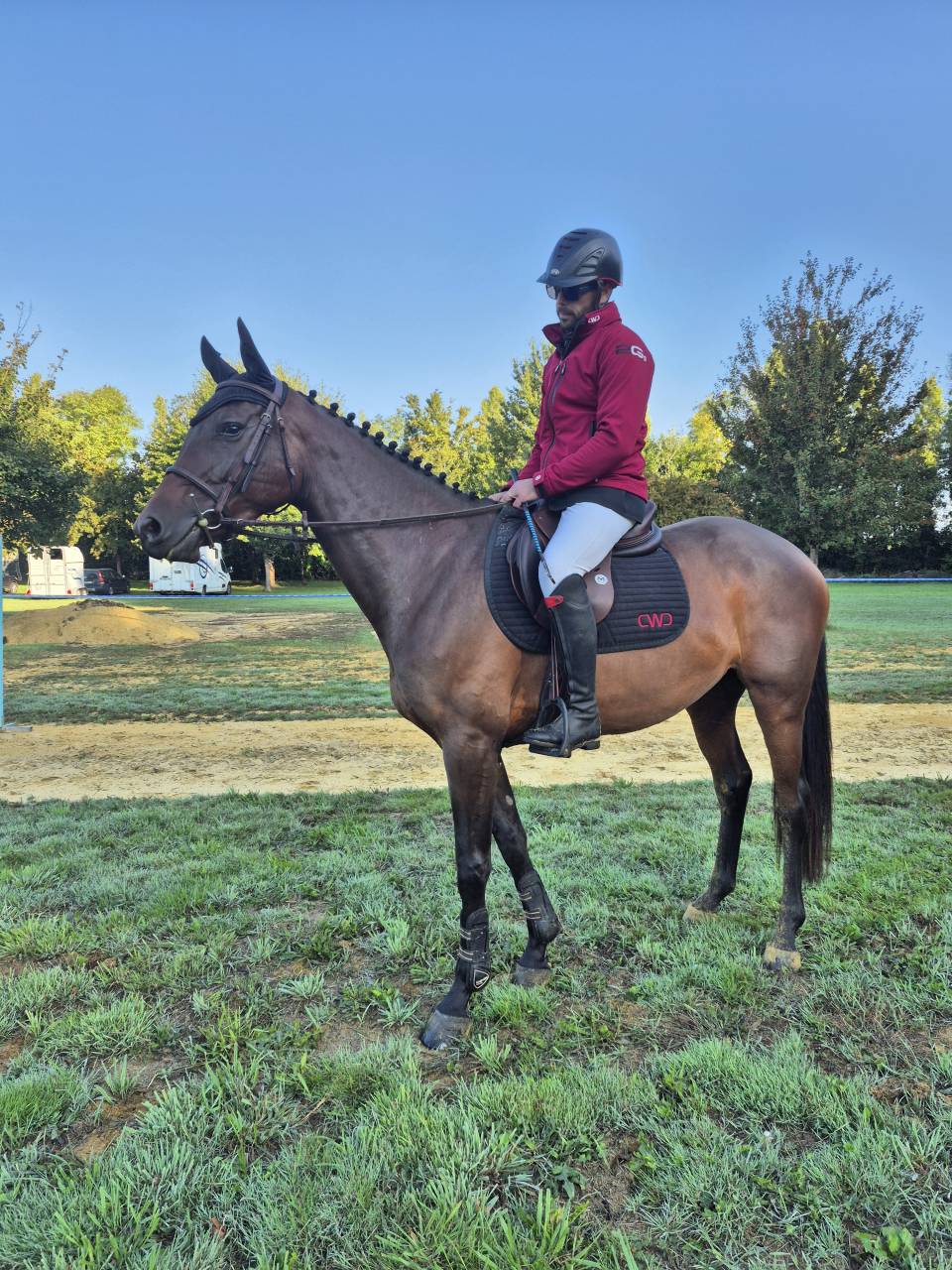Jument Selle Français 4ans
