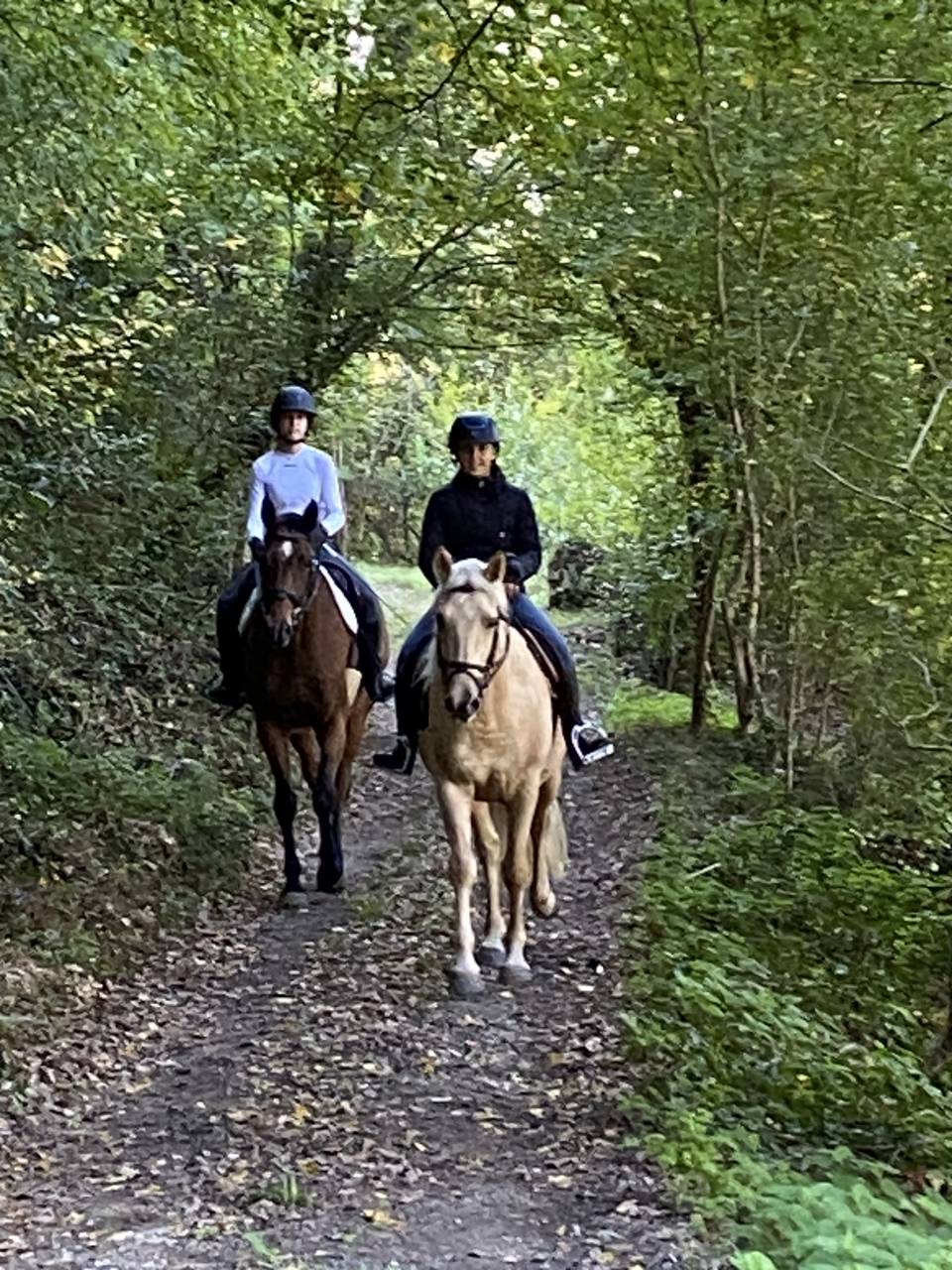 Joli hongre palomino OC de 4 ans