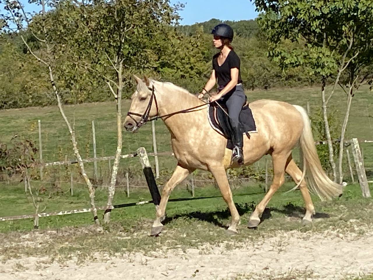 Joli hongre palomino OC de 4 ans