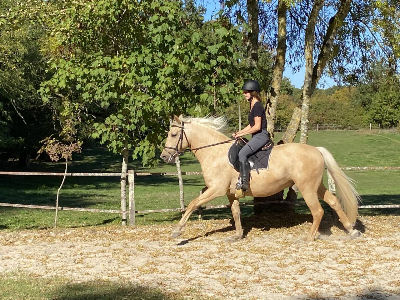 Joli hongre palomino OC de 4 ans