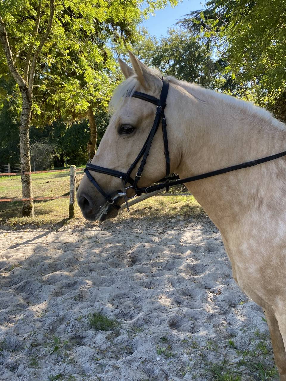 Joli hongre palomino OC de 4 ans